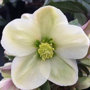 Helleborus Helleborus Gold Collection® Champion