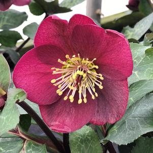 Helleborus Anna's Red