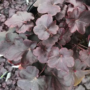 Heuchera 'Obsidian'