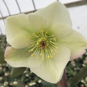 Helleborus Frostkiss™ Molly's White