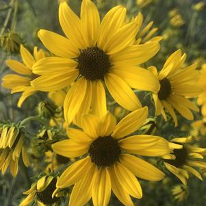 Helianthus salicifolius 'Autumn Gold'