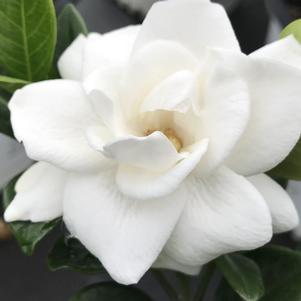 Gardenia jasminoides Steady as She Goes®