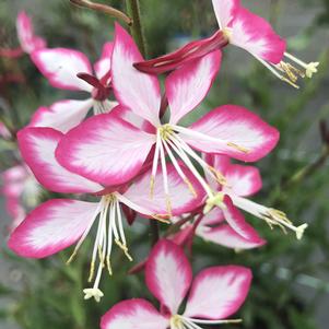 Gaura lindheimeri 'Rosyjane'