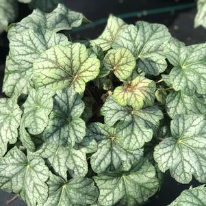 Heuchera 'Green Spice'