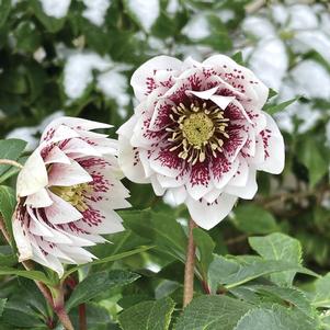 Helleborus North Star™ North Star™ Ruby Heart