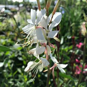 Gaura lindheimeri 'Whirling Butterflies'