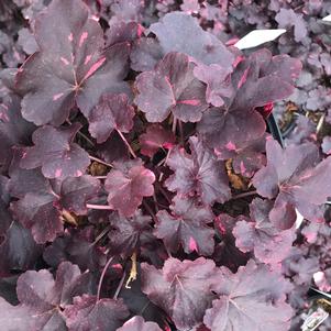 Heuchera 'Midnight Rose'