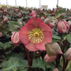 Helleborus Frostkiss™ Penny's Pink