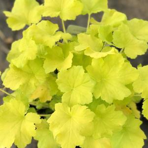 Heuchera 'Citronelle'