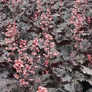 Heuchera 'Timeless Night'