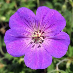 Geranium 'Rozanne'