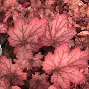 Heuchera 'Georgia Peach'