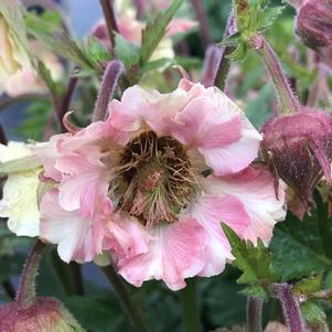 Geum Pretticoats™ Peach PPAF