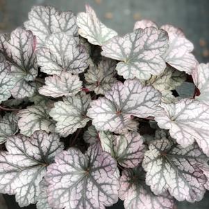 Heuchera 'Glitter'