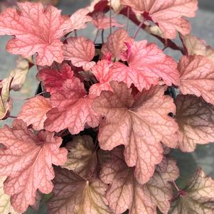 Heuchera 'Carnival Watermelon'