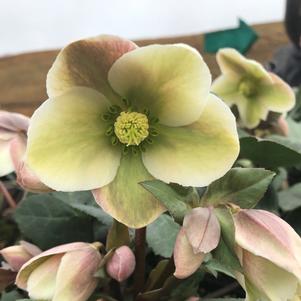 Helleborus Ivory Prince