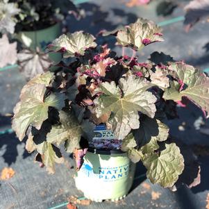 Heuchera 'Palace Purple'