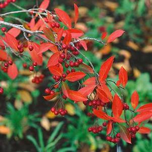 Aronia arbutifolia 'Brilliantissima'