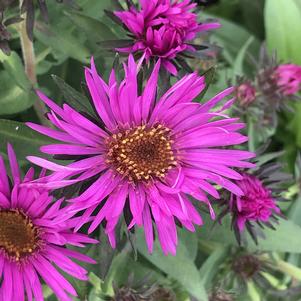 Aster novae-angliae 'Pink Crush'