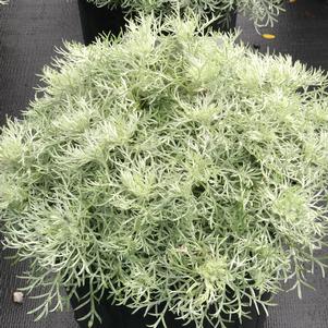 Artemisia schmidtiana 'Silver Mound'