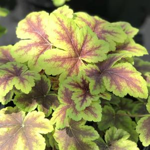 Heucherella 'Gold Zebra'