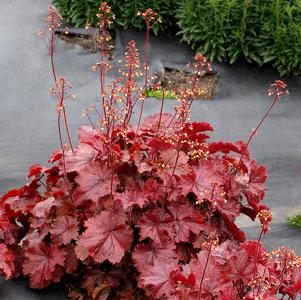 Heuchera Northern Exposure™ Red