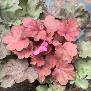 Heuchera Magma