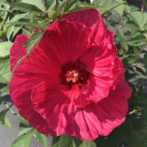 Hibiscus 'Summer in Paradise'