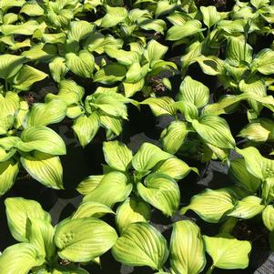 Hosta 'Stained Glass'