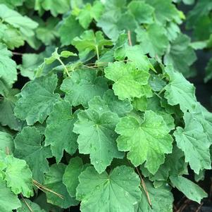 Heuchera villosa 'Autumn Bride'