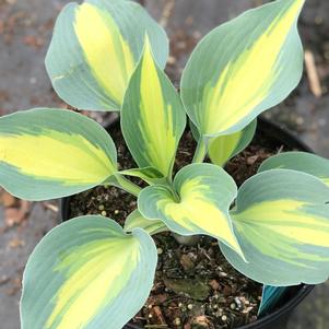 Hosta 'Touch of Class'