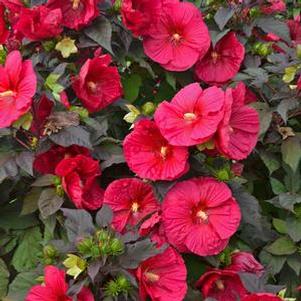 Hibiscus 'Mars Madness'