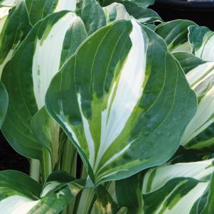 Hosta 'Vulcan'