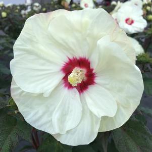 Hibiscus French Vanilla