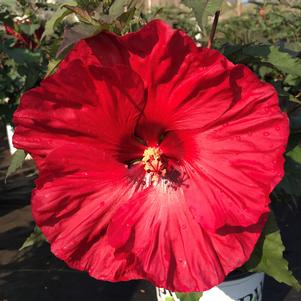 Hibiscus Summerific® Valentine's Crush