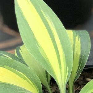 Hosta 'June'