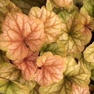 Heuchera Champagne