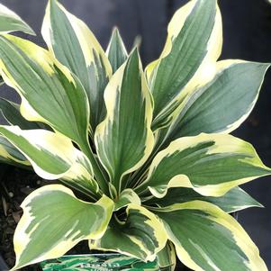 Hosta 'Patriot'