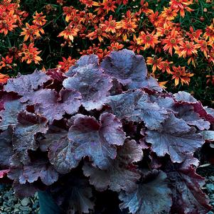 Heuchera Northern Exposure™ Black