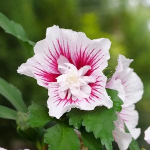 Hibiscus syriacus Starblast Chiffon™