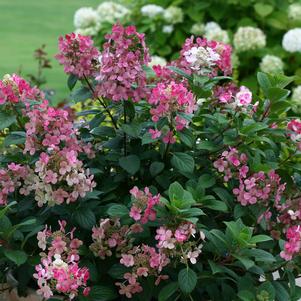 Hydrangea paniculata Little Quick Fire®