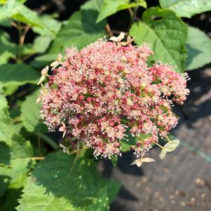 Hydrangea arborescens Pinky Pollen Ring™