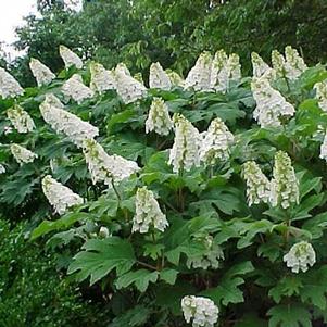 Hydrangea quercifolia 'Snow Queen'