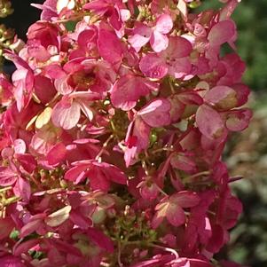 Hydrangea paniculata Candelabra®