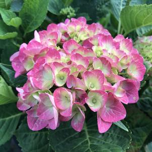 Hydrangea macrophylla Tilt-A-Swirl®