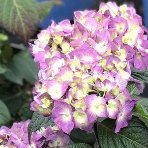 Hydrangea macrophylla BloomStruck®