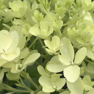 Hydrangea paniculata Puffer Fish®