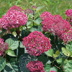 Hydrangea arborescens Invincibelle Garnetta®