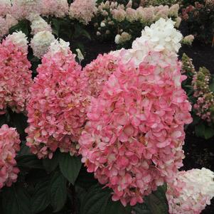 Hydrangea paniculata Ruby Snow