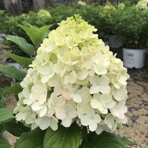 Hydrangea paniculata Little Lime Punch®